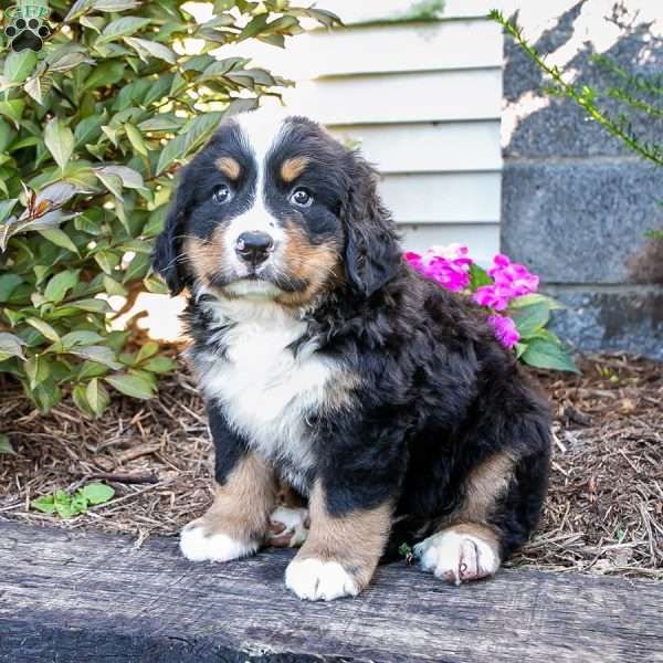 Scotty, Bernese Mountain Dog Puppy